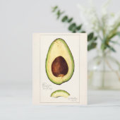 Avocado (Persea) — Waterverf van fruit Briefkaart (Staand voorkant)