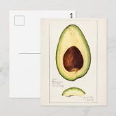 Avocado (Persea) — Waterverf van fruit Briefkaart (Voorkant / Achterkant)