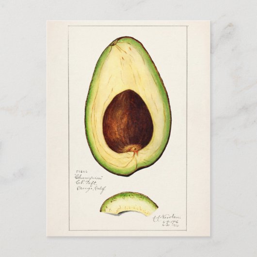 Avocado (Persea) — Waterverf van fruit Briefkaart (Voorkant)