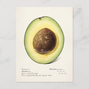 Avocado (Persea) — Waterverf van fruit Briefkaart