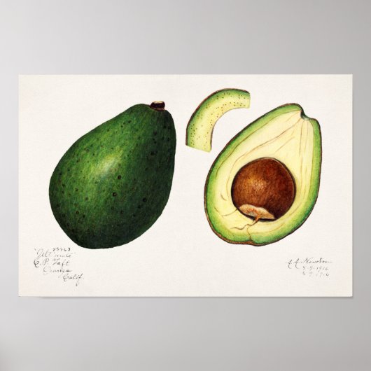 Avocado (Persea) — Waterverf van fruit Poster (Voorkant)