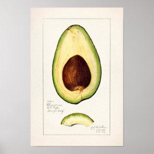 Avocado (Persea) — Waterverf van fruit Poster