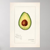 Avocado (Persea) — Waterverf van fruit Poster (Voorkant)