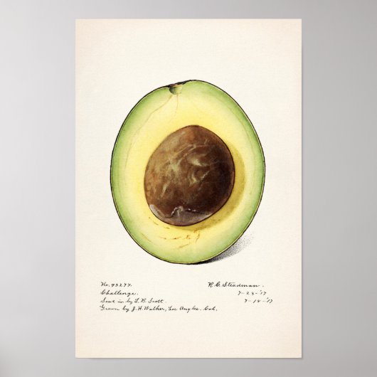 Avocado (Persea) Waterverf van fruit Schilting Pos Poster (Voorkant)