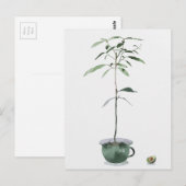 Avocado Tree Briefkaart (Voorkant / Achterkant)