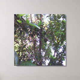 Avocado Tree - Donkergroene rand Canvas Afdruk