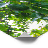 Avocado Tree in een boomgaard op het eiland Hawaï Poster (Hoek)