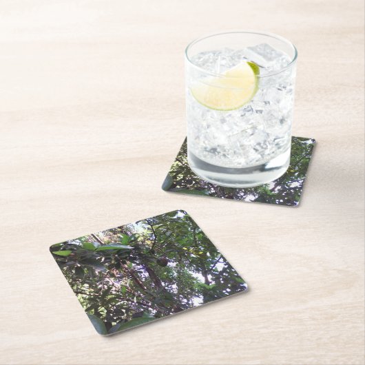 Avocado Tree Kartonnen Onderzetters (Insitu)