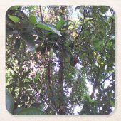 Avocado Tree Kartonnen Onderzetters (Voorkant)