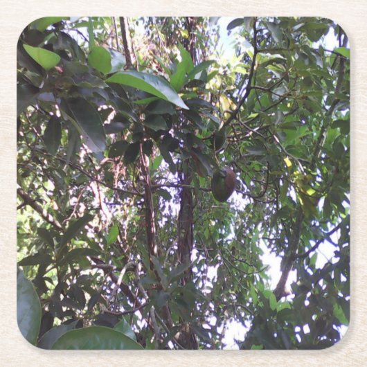Avocado Tree Kartonnen Onderzetters (Voorkant)