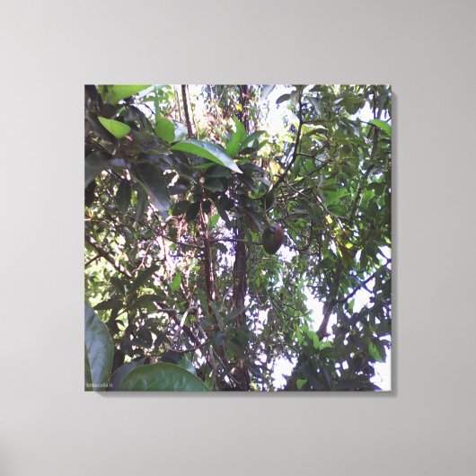 Avocadoboom - Donkergroene rand Canvas Afdruk (Voorkant)