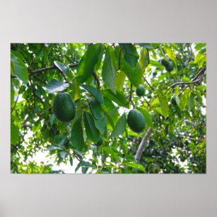 Avocadoboom in een boomgaard op het eiland Hawaï Poster
