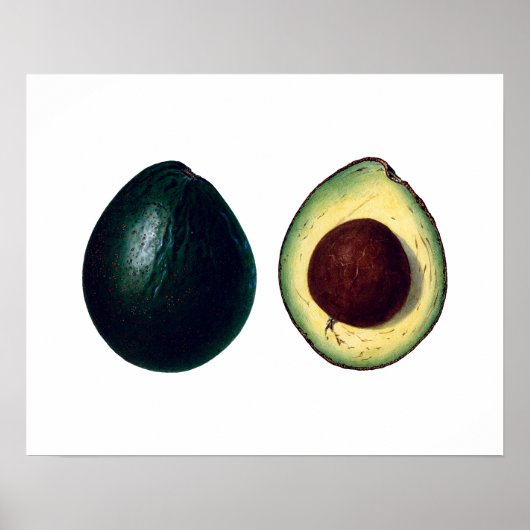 AVOCADOS botanische druk Poster (Voorkant)