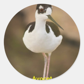 Avocet Ronde Sticker