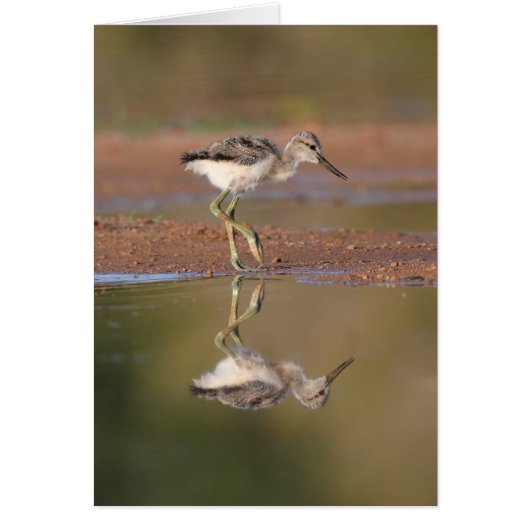 Avocetchick (Voorkant)