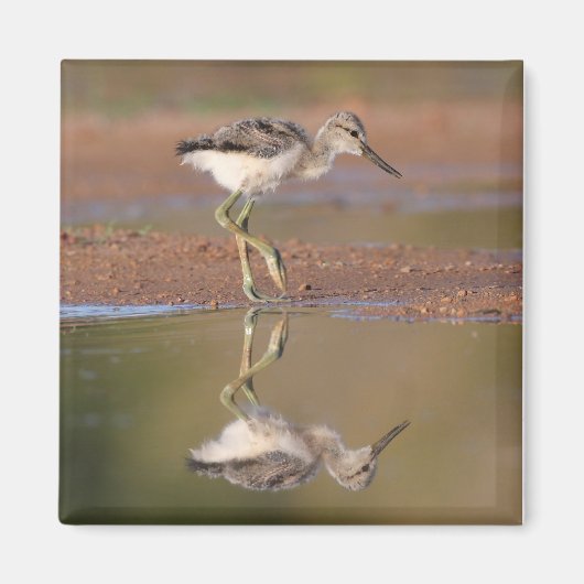 Avocetchick Magneet (Voorkant)