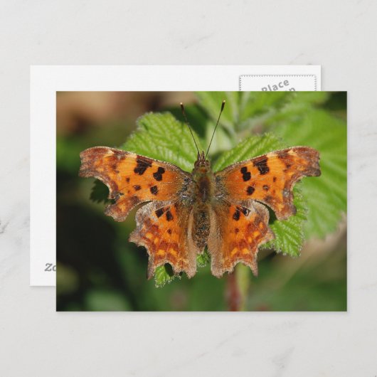 Avon gorge Comma-vlinder Briefkaart (Voorkant / Achterkant)