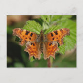 Avon gorge Comma-vlinder Briefkaart (Voorkant)