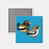 Avond Grosbeak paar Magneet (Voorkant / Achterkant)