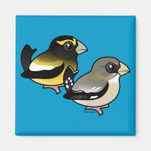 Avond Grosbeak-paar Magneet