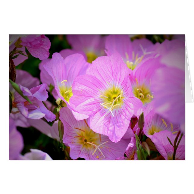 Avond Primrose (Voorkant Horizontaal)