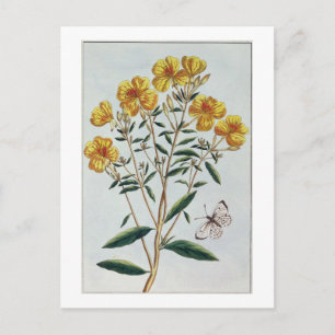 Avond Primrose, bord 73 uit 'Collectie Precie' Briefkaart