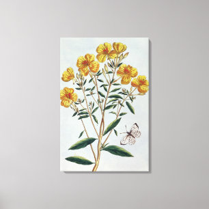 Avond Primrose, bord 73 uit 'Collectie Precie' Canvas Afdruk