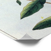 Avond Primrose, bord 73 uit 'Collectie Precie' Poster (Hoek)