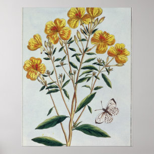 Avond Primrose, bord 73 uit 'Collectie Precie' Poster