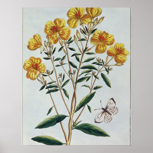 Avond Primrose, bord 73 uit 'Collectie Precie' Poster (Voorkant)
