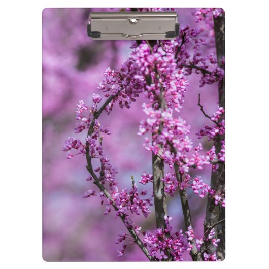 Avondale Redbud Art Klembord (Voorkant)