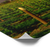 Avondse zon op een schuur in Washington Skagit Poster (Hoek)