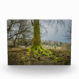 Avondstemming Fotoblokken