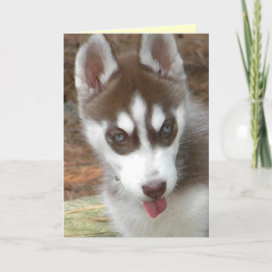 AW- Siberian Husky Birthday Card Kaart