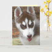 AW - Siberische Husky Verjaardag Kaart (Gele Bloem)