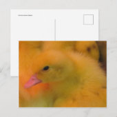 Awaked Ducking Briefkaart (Voorkant / Achterkant)