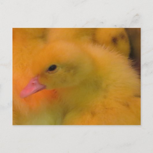 Awaked Ducking Briefkaart (Voorkant)