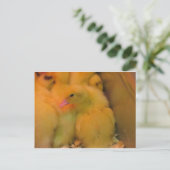 Awaked Ducking Briefkaart (Staand voorkant)