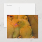 Awaked Ducking Briefkaart (Voorkant / Achterkant)