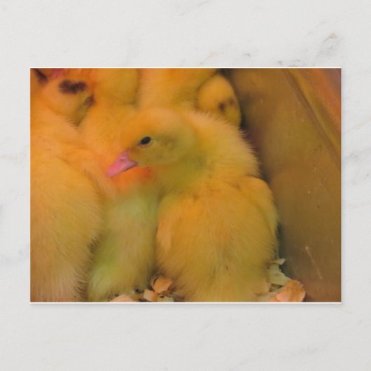 Awaked Ducking Briefkaart (Voorkant)