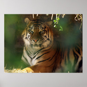 Awakking Tiger Poster