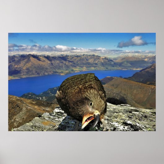 Awnery Kea Poster (Voorkant)