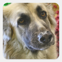 Aww Vierkante Sticker