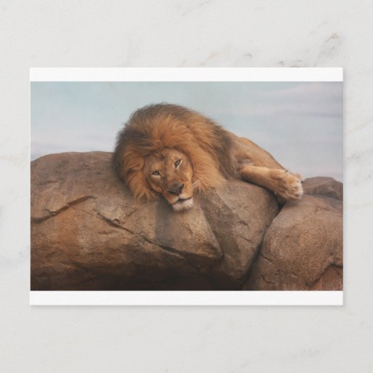 Awwsome Lion Briefkaart (Voorkant)