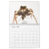 Awwsomest Jumping Spiders Kalender (Jan 2027)