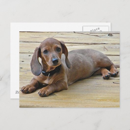 AX- Cute Dachshund-Briefkaarten Briefkaart (Voorkant / Achterkant)