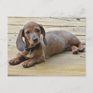AX- Cute Dachshund-Briefkaarten Briefkaart