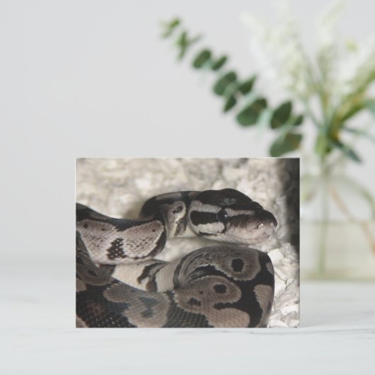 Axanthic Ball Python Briefkaart (Staand voorkant)