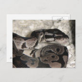 Axanthic Ball Python Briefkaart (Voorkant / Achterkant)