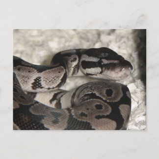 Axanthic Ball Python Briefkaart